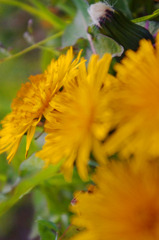 flower*