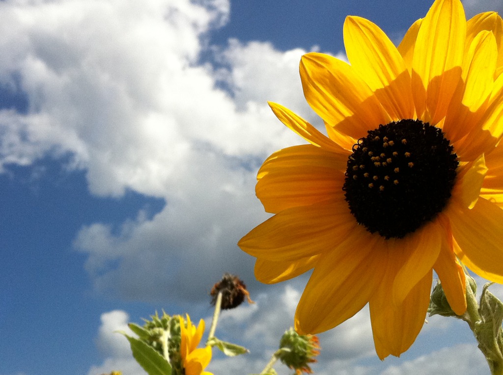 flower*