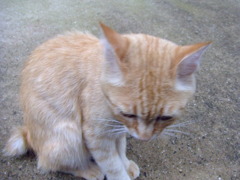 ネコ*
