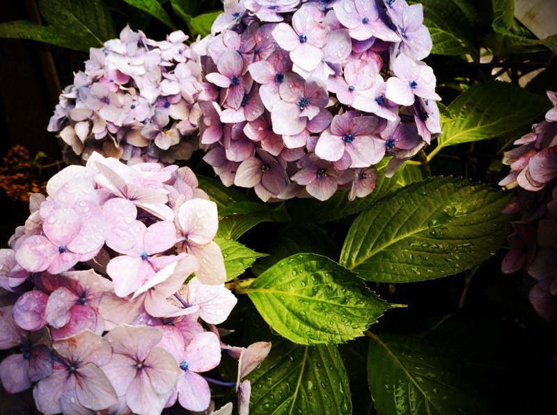 hydrangea