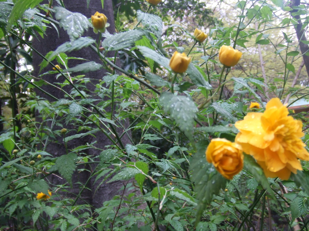 flower*