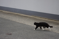 cat*