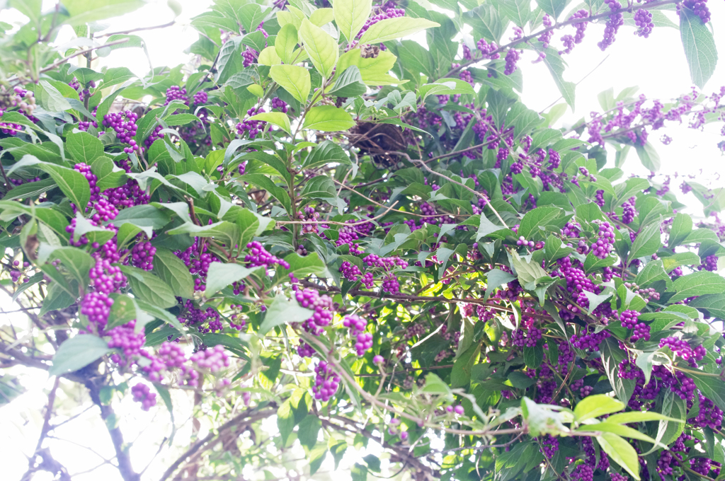 murasaki*