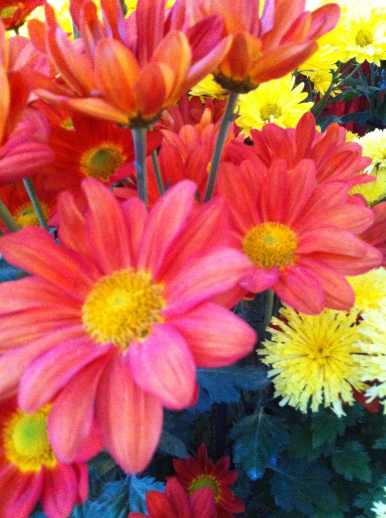 flower*