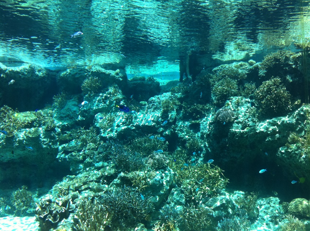 okinawa*