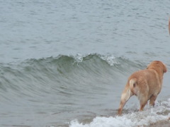 sea*