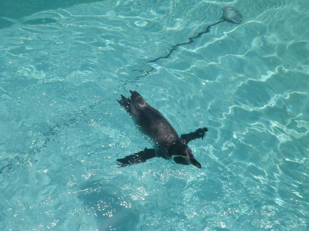 どうぶつえん*ペンギン