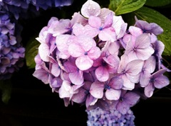 hydrangea