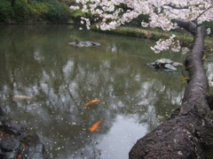 Cyprinus carpio