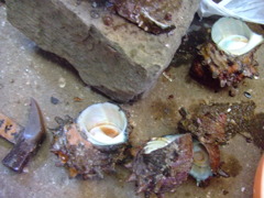 shell*