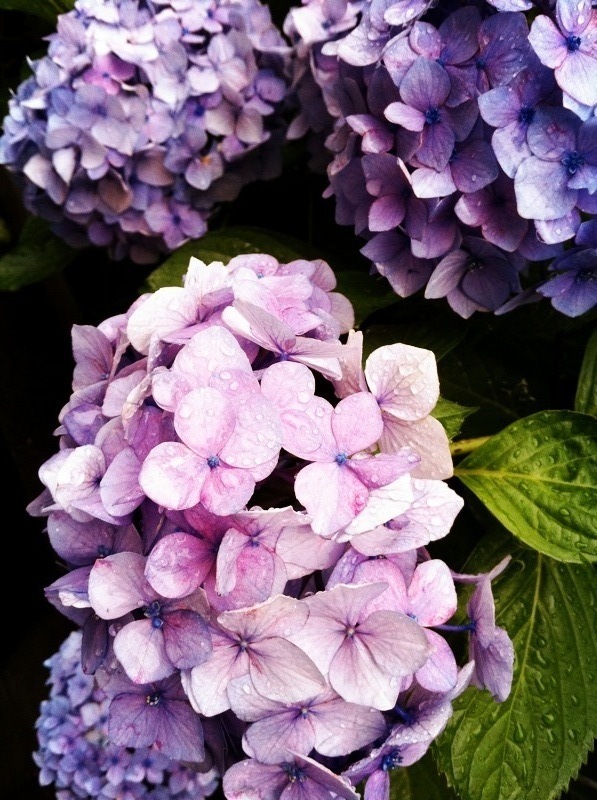 hydrangea
