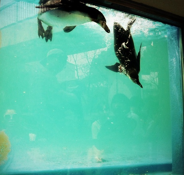 penguin*