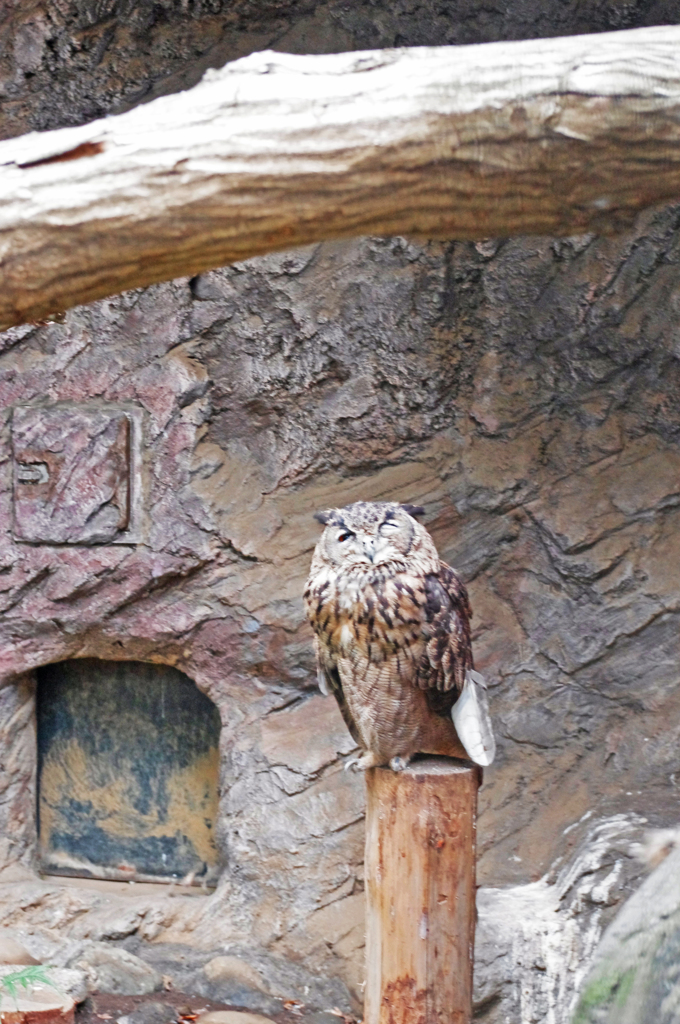 owl*
