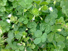 clover*