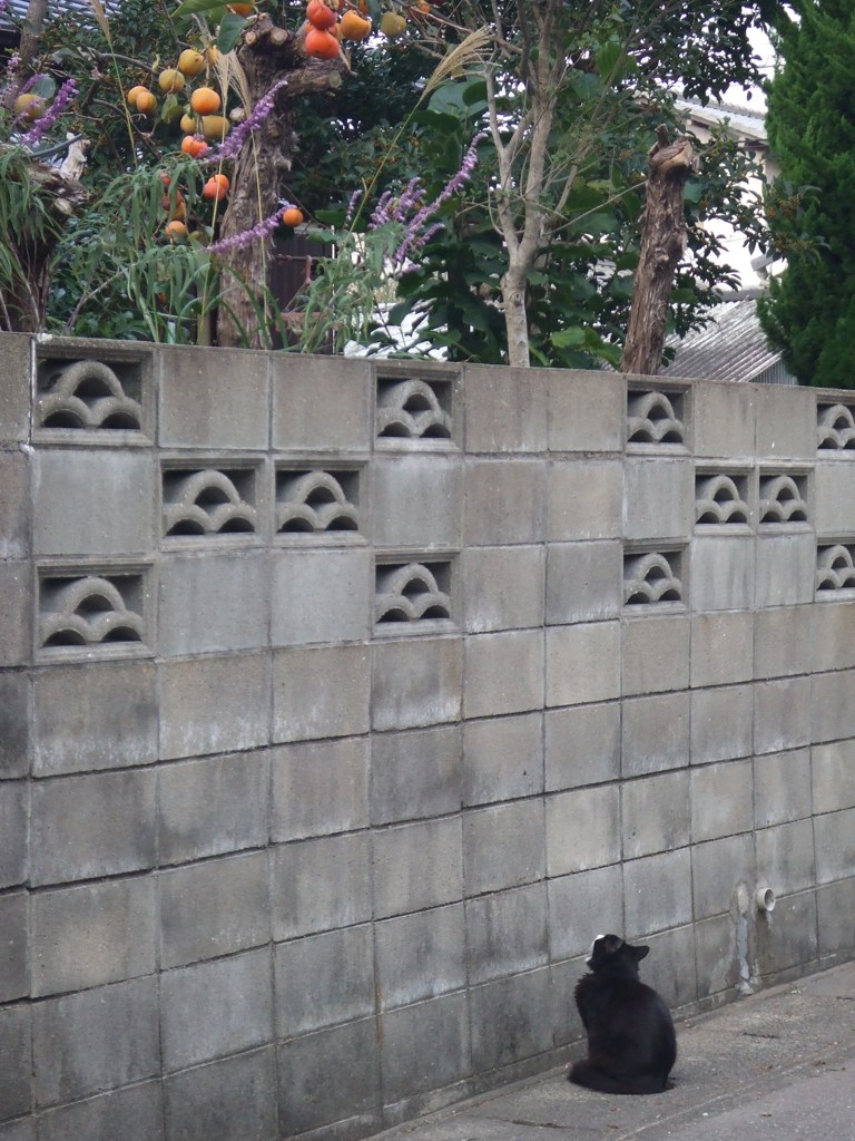 cat*