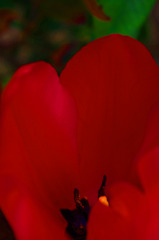 flower*