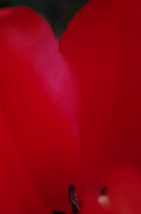 flower*