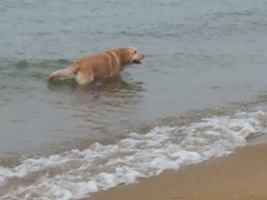 sea*