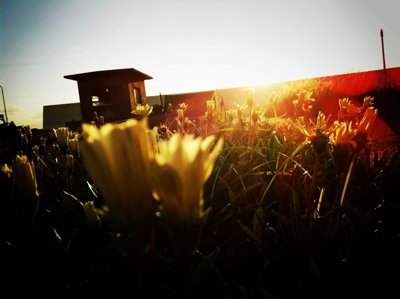 flower*