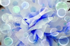 ぼたん
