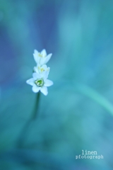 はな