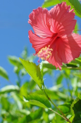 hibiscus