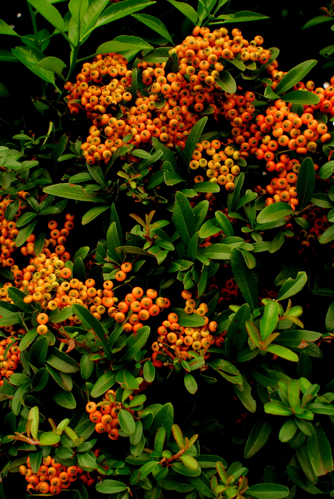 DSC_9050