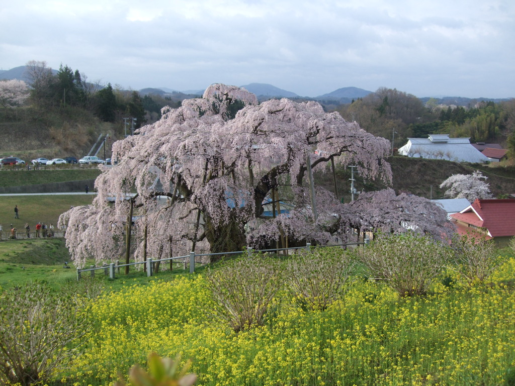 三春の滝桜