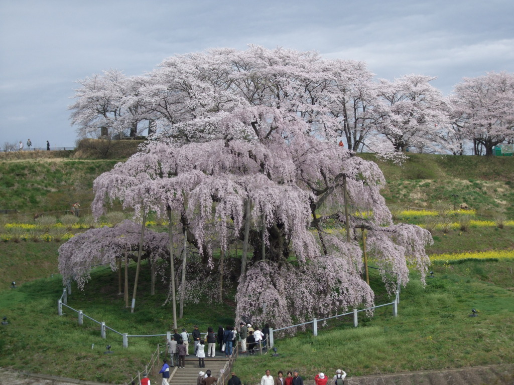 三春の滝桜