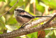 エナガちゃんの体重は8グラム