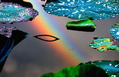 湖面の虹