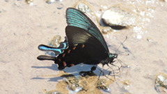 カラスアゲハ