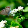 蕎麦の花とウラナミシジミ