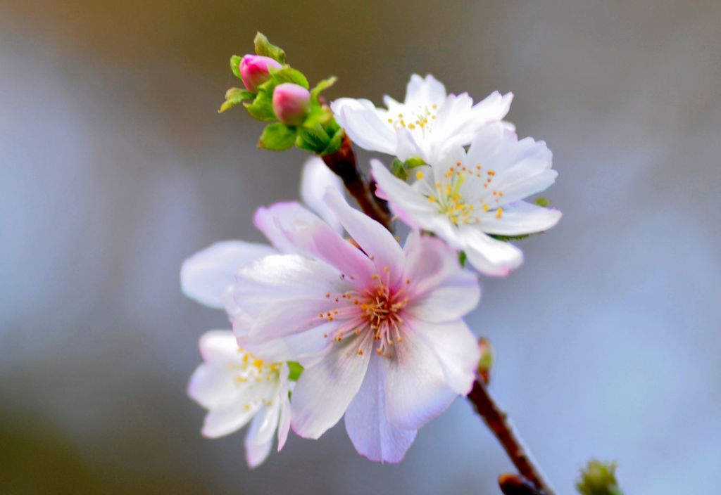 十月桜