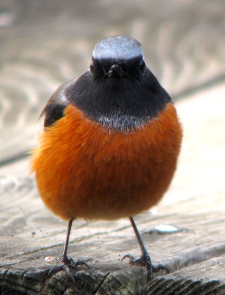 2011,11,3ジョウビタキ♂
