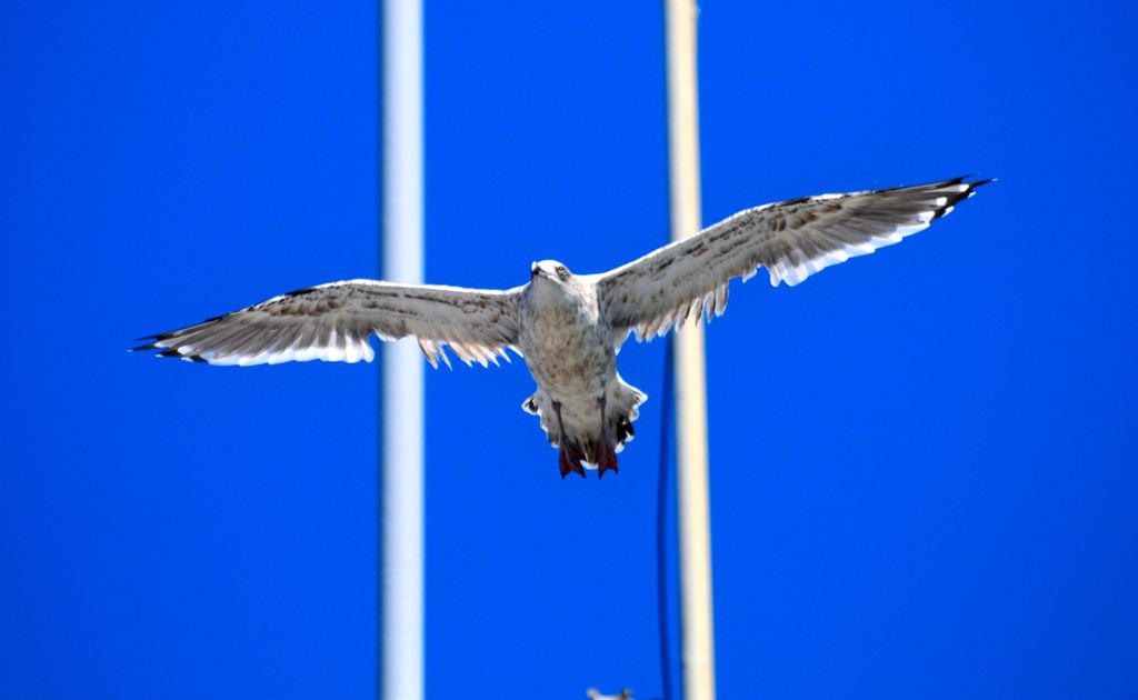 カモメが飛んだ日・・・外川漁港にて