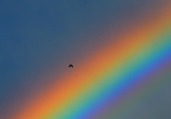 虹をわたるツバメ