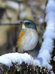 残雪と青い鳥