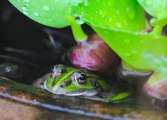 あたらしい家族