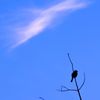 鳥と雲と青（ジョウビタキ）2011,11,13