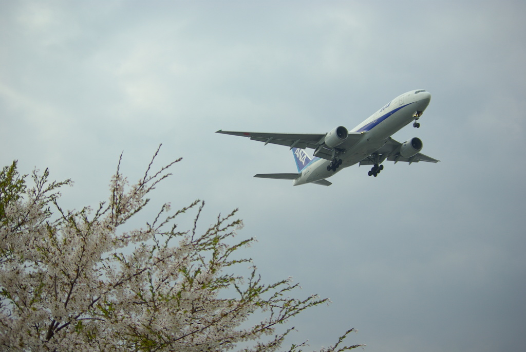 B777-200 JA8969  2012春