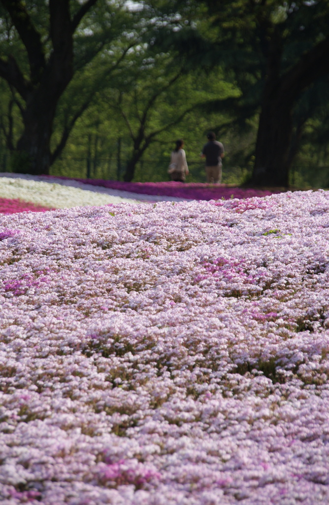 恋人たちの散歩道