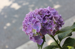 早咲きの紫陽花
