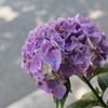 早咲きの紫陽花