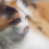 neko-8
