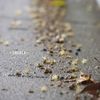 雨ノ後ハ-1