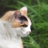 neko-5