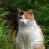 neko-6