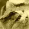 neko-2