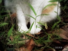 neko-7